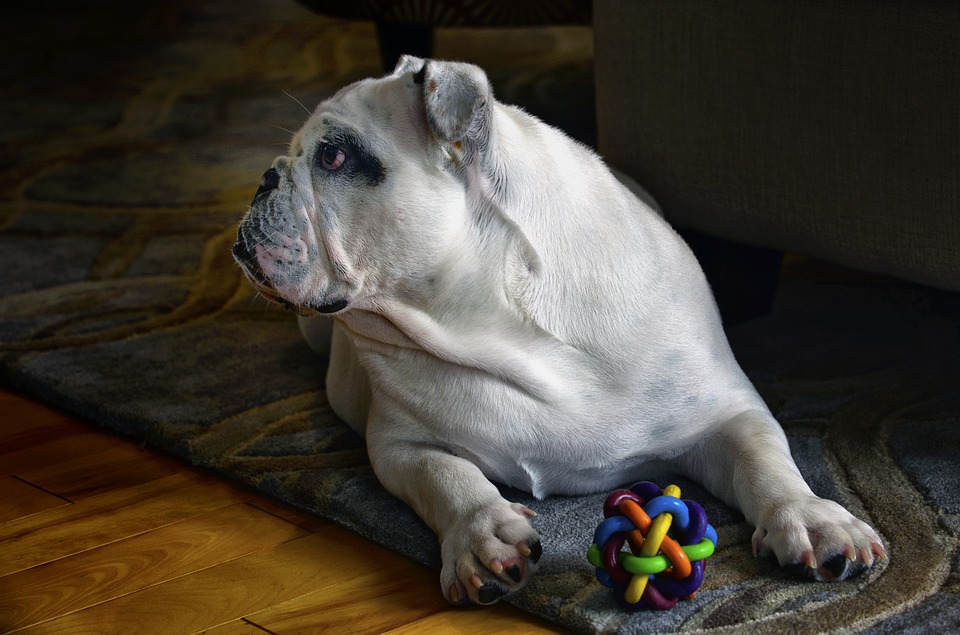 3 grunde til at du skal have en engelsk bulldog