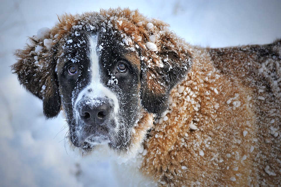 Hvilken hund skal man vælge?