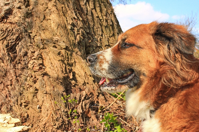 En hund kan hjælpe dig ud af ensomheden